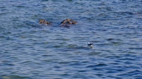 海中礁石海浪拍打海鸥海面自然海洋实拍素材