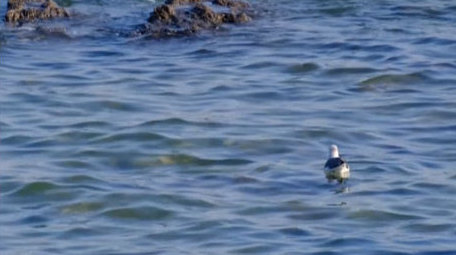海中礁石海浪拍打海鸥海面自然海洋实拍素材