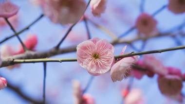 特写春暖花开花朵开放粉色梅花特写4K视频