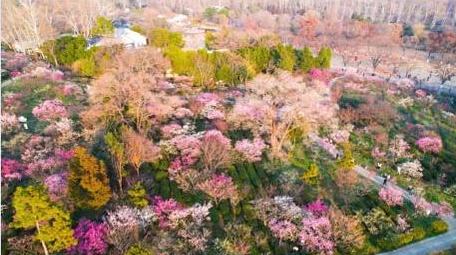唯美自然风景春天春游南京梅花山4k航拍