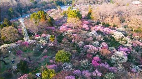 唯美自然风景春天春游南京梅花山4k航拍