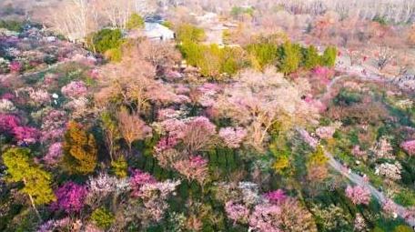 唯美自然风景春天春游南京梅花山4k航拍