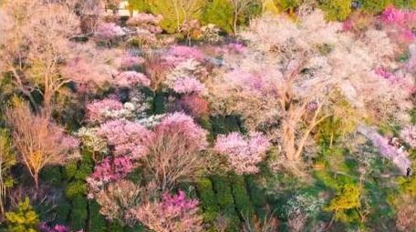 唯美自然风景春天春游南京梅花山4k航拍