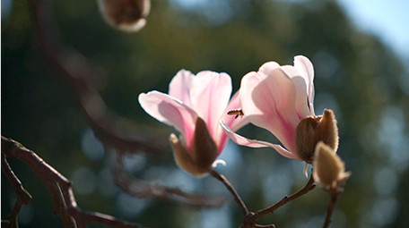 治愈风蓝春天蜜蜂在玉兰花中采蜜落花实拍