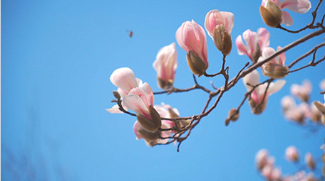 治愈风蓝春天蜜蜂在玉兰花中采蜜落花实拍