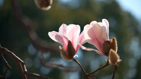 治愈风蓝春天蜜蜂在玉兰花中采蜜落花实拍