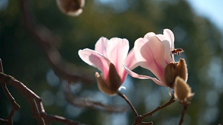 治愈风蓝春天蜜蜂在玉兰花中采蜜落花实拍