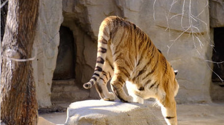 东北虎老虎猫科动物威风凛凛动物昆虫实拍