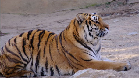 东北虎老虎猫科动物威风凛凛动物昆虫实拍