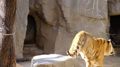 东北虎老虎猫科动物威风凛凛动物昆虫实拍