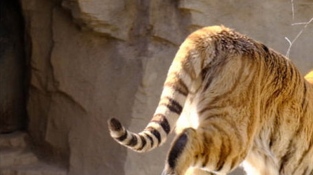 东北虎老虎猫科动物威风凛凛动物昆虫实拍