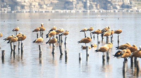 实拍4K动物赤麻鸭视频