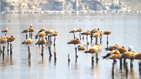 实拍4K动物赤麻鸭视频