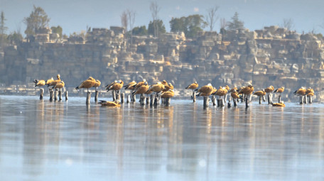 实拍4K动物赤麻鸭视频