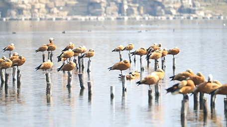 实拍4K动物赤麻鸭视频