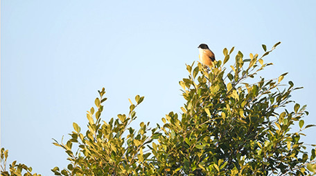 实拍动物树上的鸟4K视频