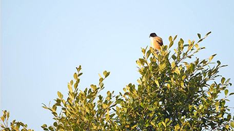 实拍动物树上的鸟4K视频
