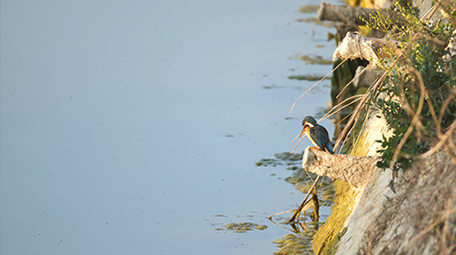 实拍动物树上的鸟4K视频