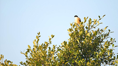 实拍动物树上的鸟4K视频