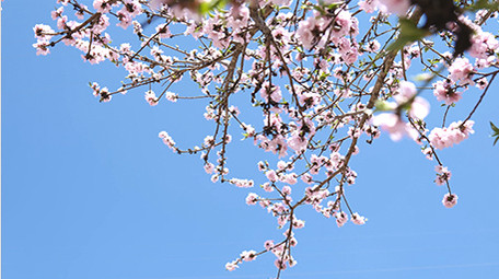 自然写意桃花花朵风光实拍4K视频