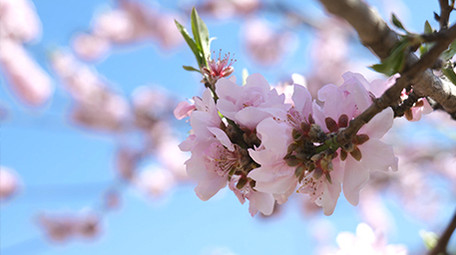 自然写意桃花花朵风光实拍4K视频