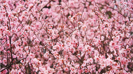 自然唯美粉色梅花花朵植物空镜实拍