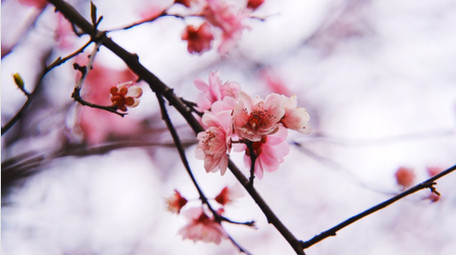 自然唯美粉色梅花花朵植物空镜实拍