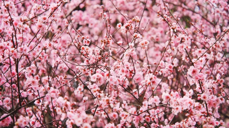 自然唯美粉色梅花花朵植物空镜实拍