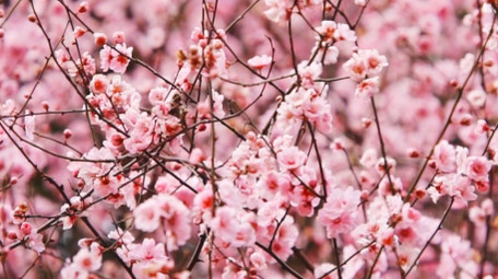 自然唯美粉色梅花花朵植物空镜实拍