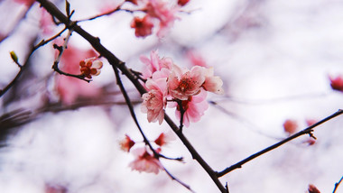 自然唯美粉色梅花花朵植物空镜实拍