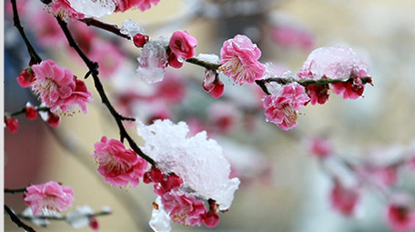 春天舒服可爱雪中花高清实拍