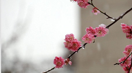 春天舒服可爱雪中花高清实拍