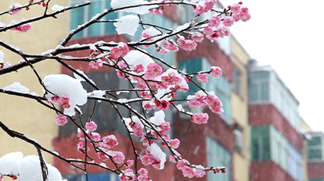 春天舒服可爱雪中花高清实拍