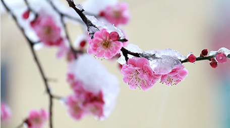 春天舒服可爱雪中花高清实拍