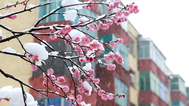 春天舒服可爱雪中花高清实拍