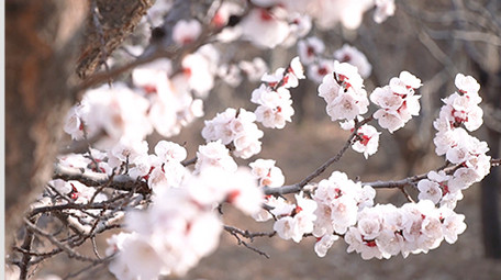 春天美丽乡村杏花竞相绽放高清实拍