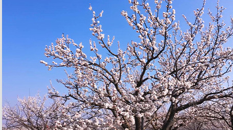 春天美丽乡村杏花竞相绽放高清实拍