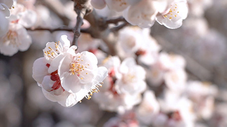 春天美丽乡村杏花竞相绽放高清实拍