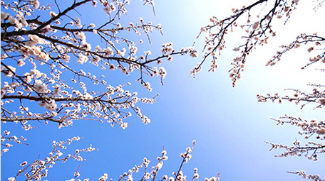 春天美丽乡村杏花竞相绽放高清实拍