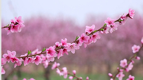 春天阳春三月桃花盛开治愈美丽高清实拍