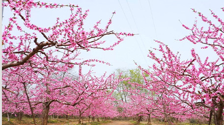 春天阳春三月桃花盛开治愈美丽高清实拍
