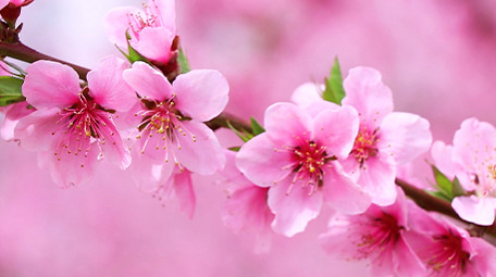 春天阳春三月桃花盛开治愈美丽高清实拍