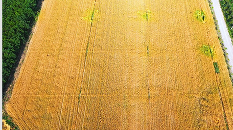 小麦麦粒圆鼓鼓金黄的麦浪高清实拍