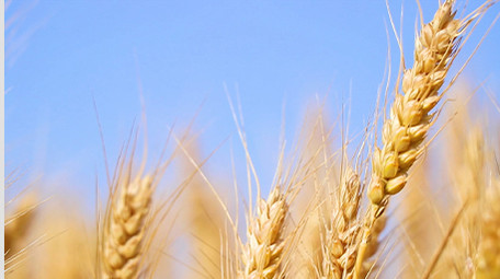 小麦麦粒圆鼓鼓金黄的麦浪高清实拍