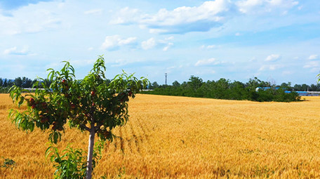 小麦麦粒圆鼓鼓金黄的麦浪高清实拍