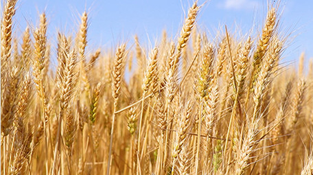 小麦麦粒圆鼓鼓金黄的麦浪高清实拍