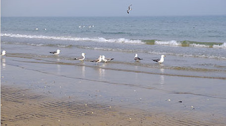 海边沙滩海面海鸥海鸟成群觅食自然海洋实拍