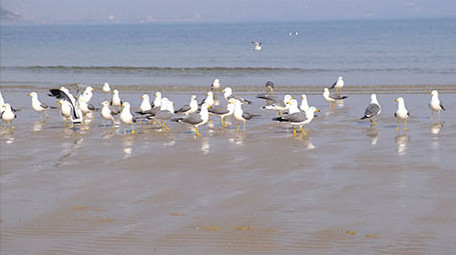 海边沙滩海面海鸥海鸟成群觅食自然海洋实拍