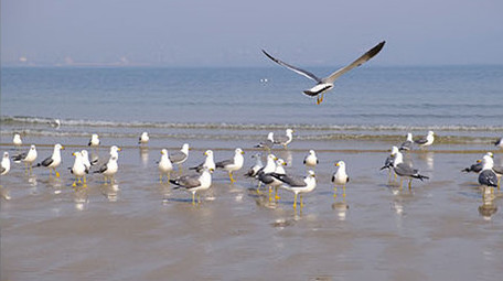 海边沙滩海面海鸥海鸟成群觅食自然海洋实拍