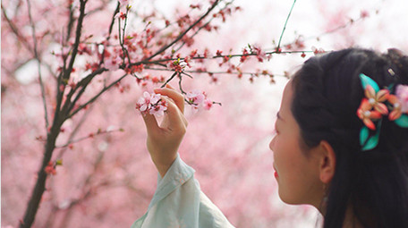 自然实拍唯美春天汉服美女闻樱花4K